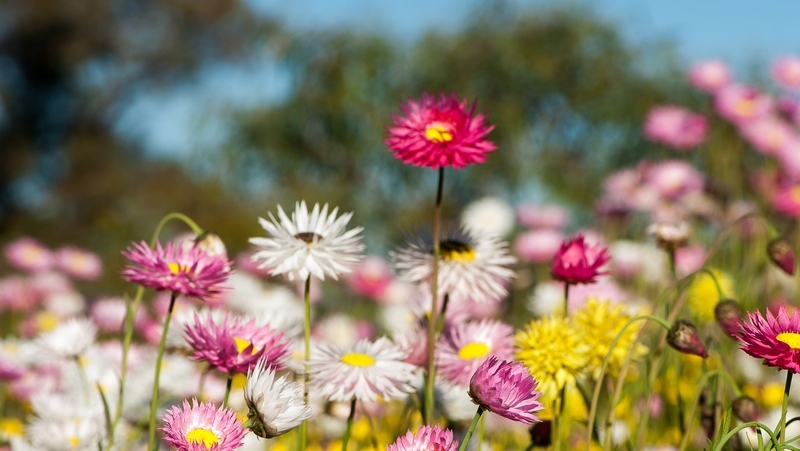 how to grow everlasting daisies 2