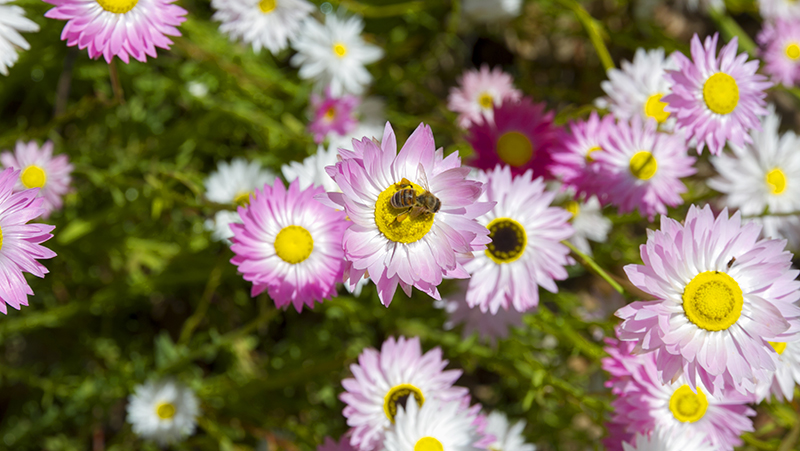 How to grow Everlasting Daisies