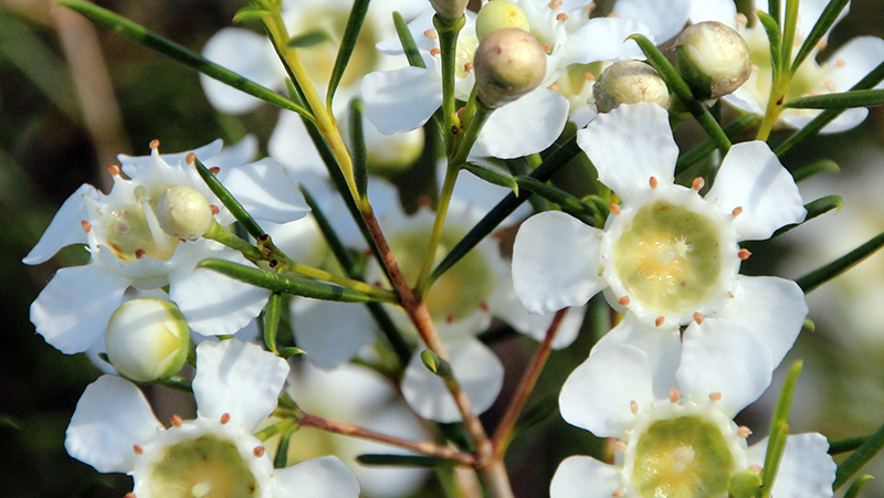 how to grow geraldton wax 2