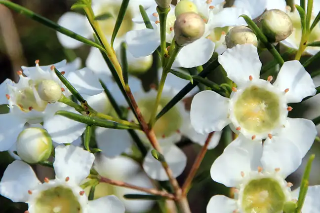 how to grow geraldton wax 2