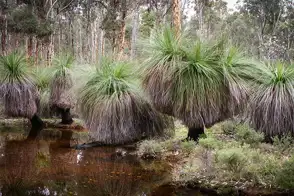how to grow grass tree 2