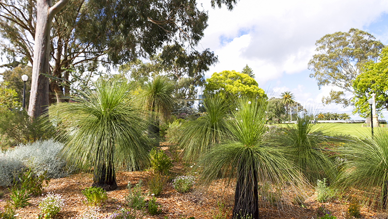 how to grow grass tree 3