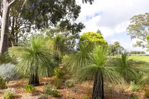 how to grow grass tree 3