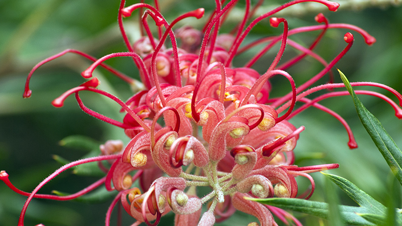 how to grow grevillea 2
