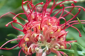 how to grow grevillea 2