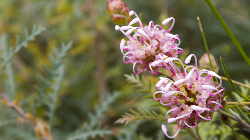how to grow grevillea 3