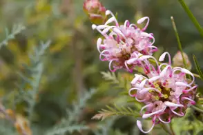 how to grow grevillea 3