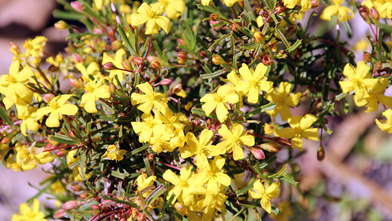 how to grow guinea flower 2