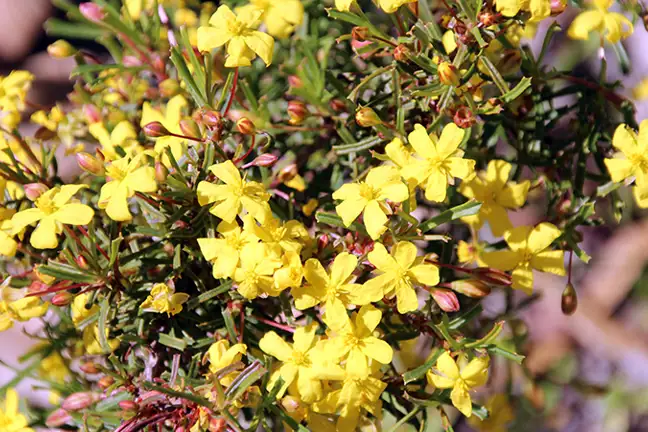 how to grow guinea flower 2