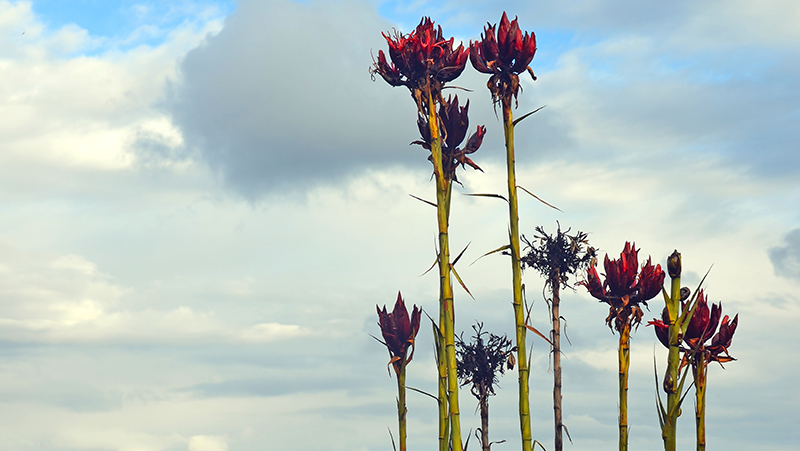 how to grow gymea lily 3