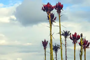 how to grow gymea lily 3