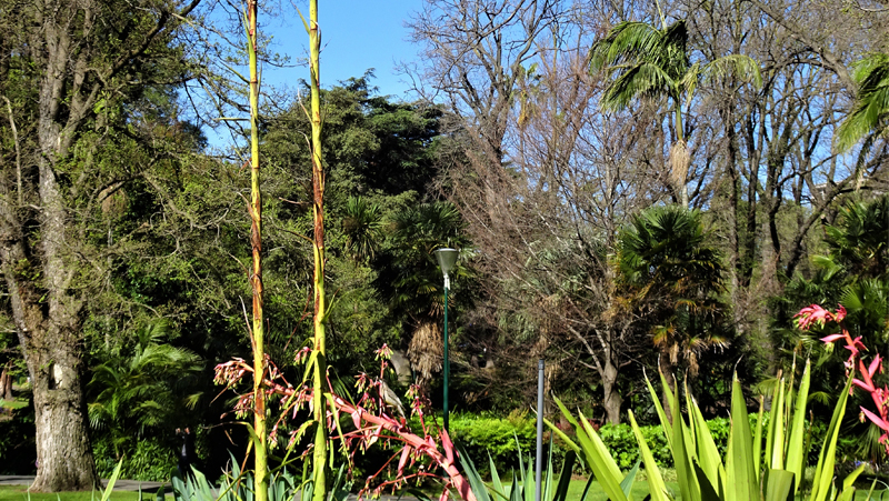how to grow gymea lily 2