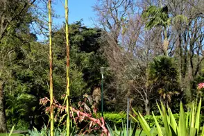 how to grow gymea lily 2