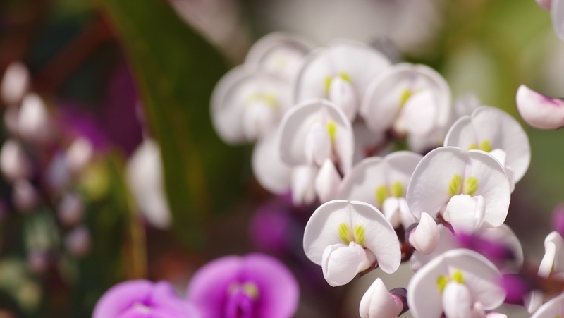 how to grow hardenbergia 3