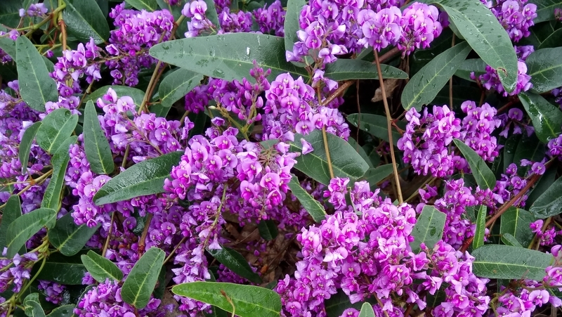 how to grow hardenbergia 2