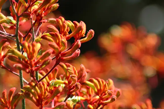 how to grow kangaroo paw 2