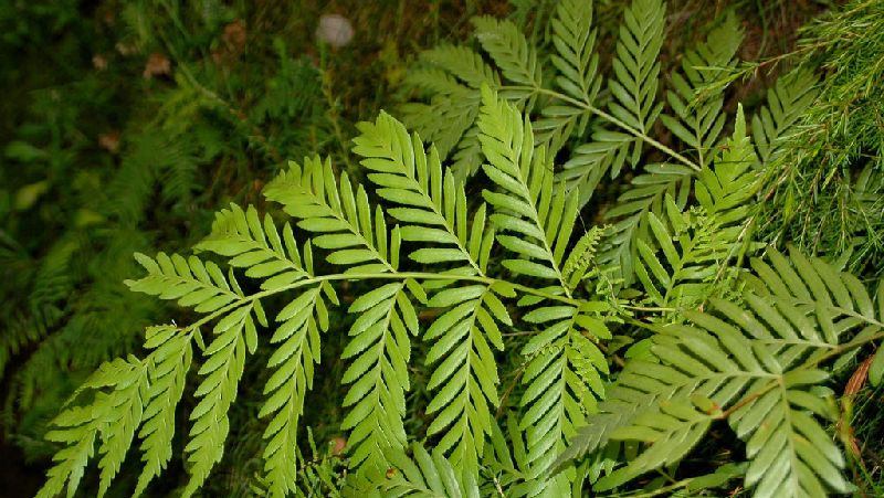 how to grow king fern 2