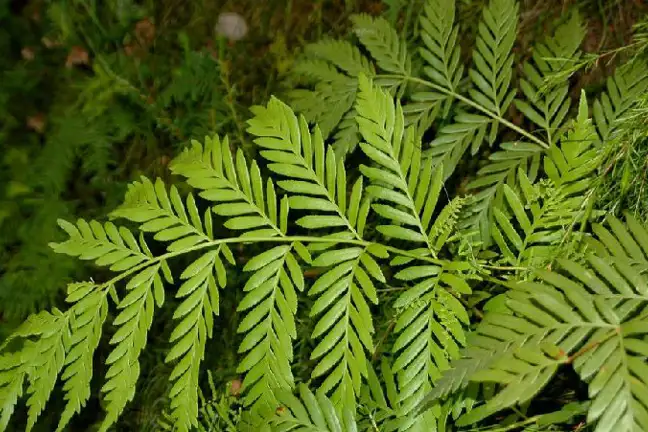 how to grow king fern 2