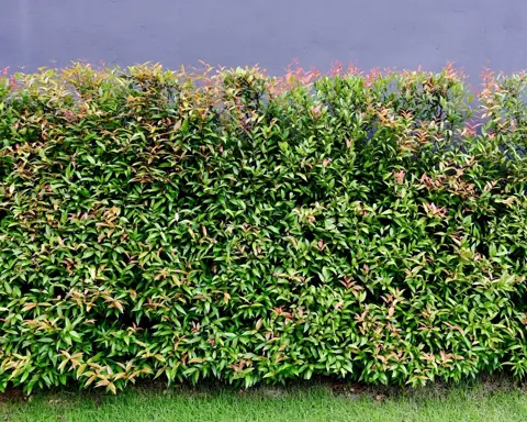 Lilly Pilly