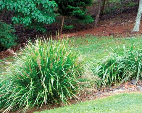 How to Grow Lomandra