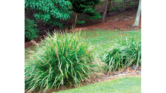 How to Grow Lomandra