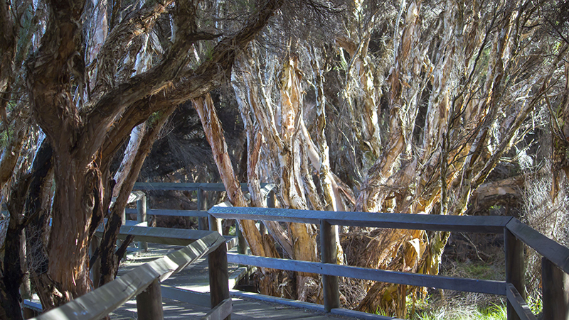 how to grow melaleuca paperbark 2