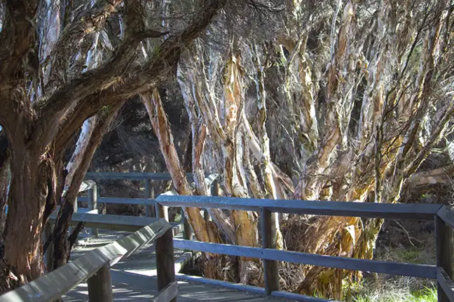 how to grow melaleuca paperbark 2