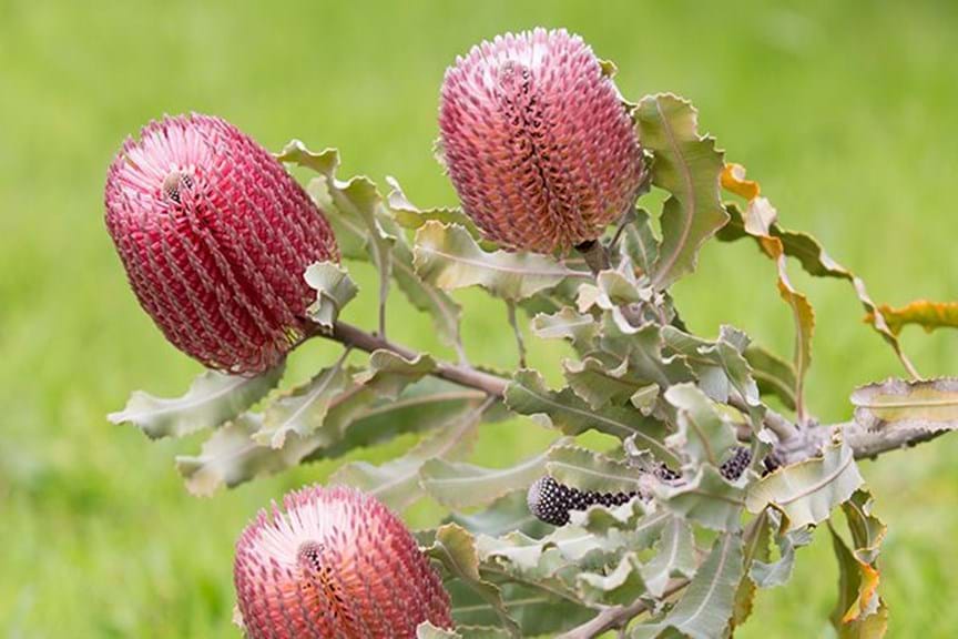 How to Grow Banksia