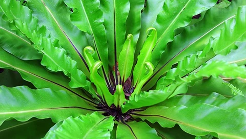 How to Grow Birds Nest Fern