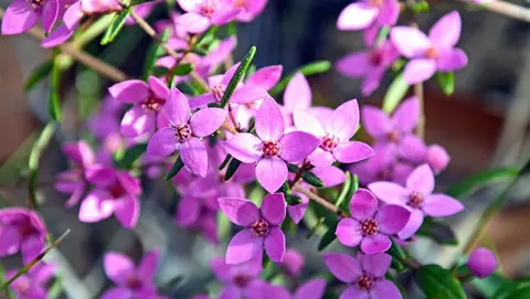 How to Grow Boronia