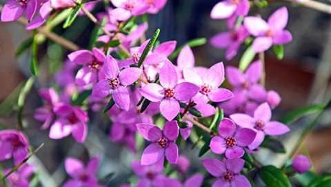 How to Grow Boronia