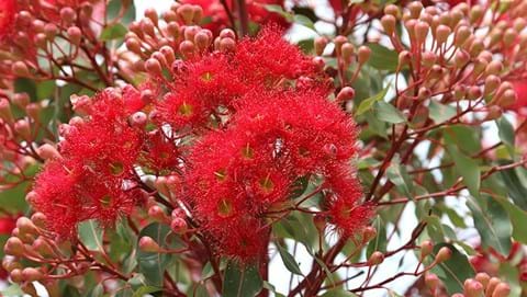 How to Grow a Gum Tree