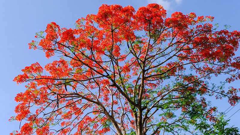 how to grow illawarra flame tree 1