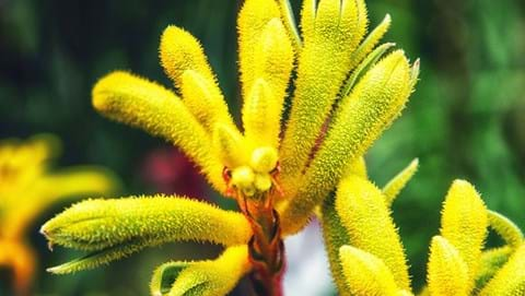 How to Grow Kangaroo Paw