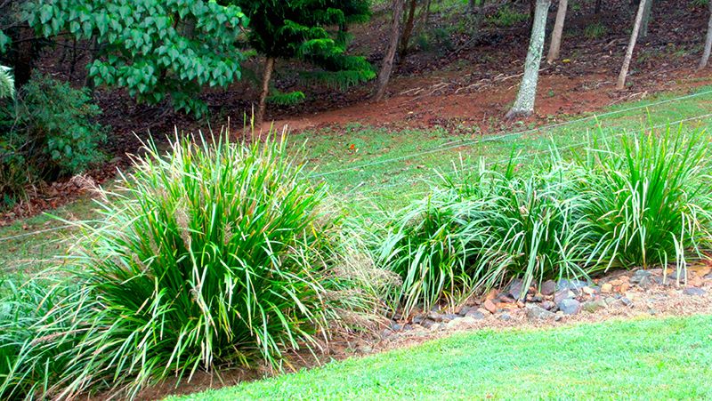 how to grow lomandra 1