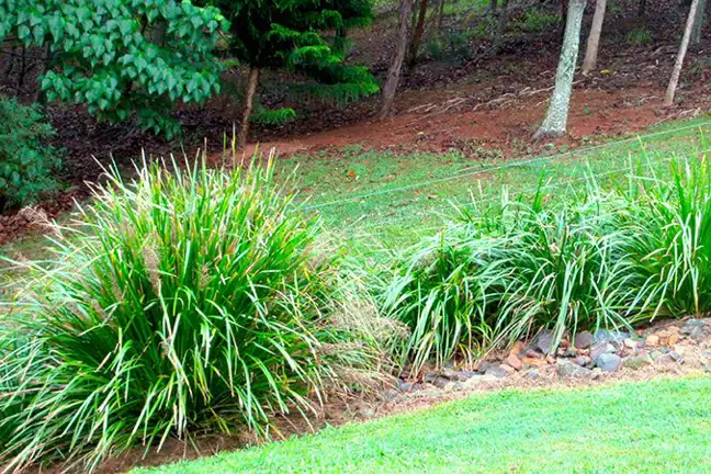 how to grow lomandra 1