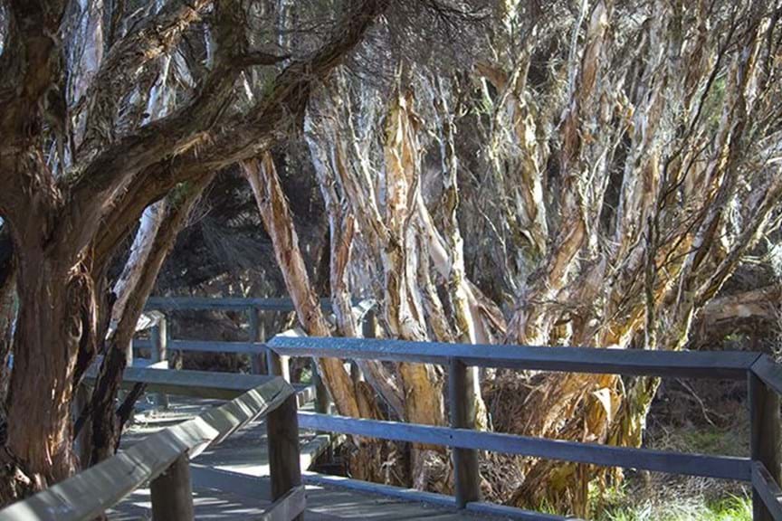 How to Grow Melaleuca Paperbark