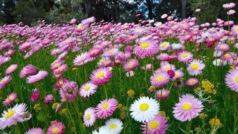 How to Grow Pink Paper Daisy