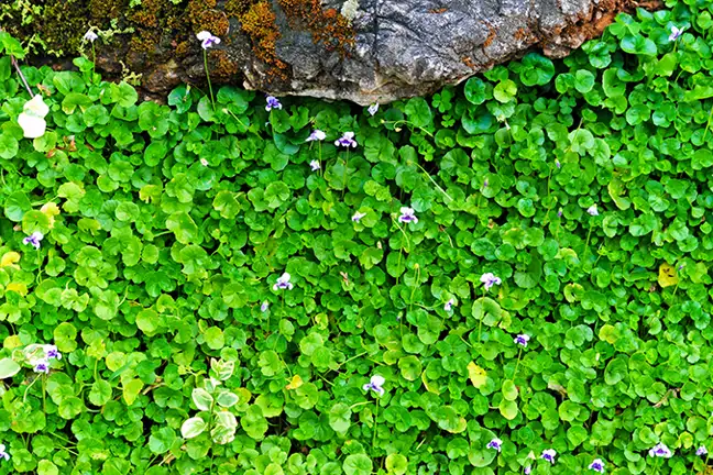 how to grow native viola 2