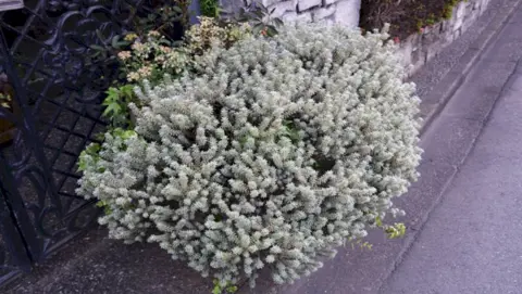How to Grow Westringia
