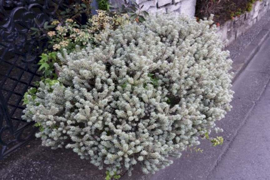 How to Grow Westringia