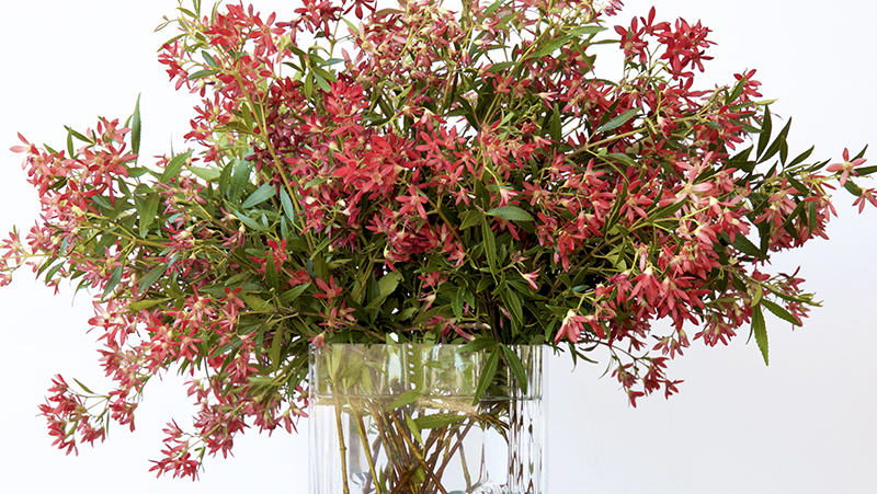 how to grow nsw christmas bush 3