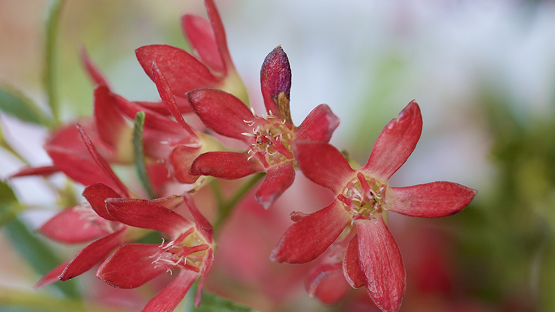 Image above: NSW Christmas Bush (Ceratopetalum gummiferum)