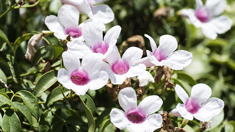 how to grow pandorea 2