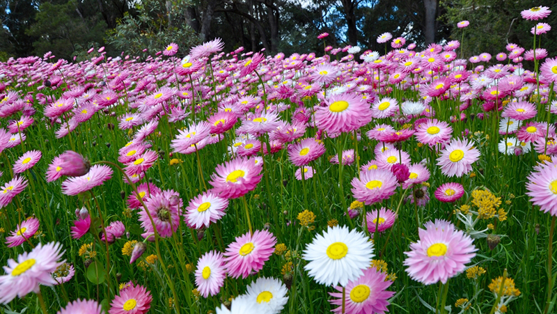 how to grow pink paper daisy 2