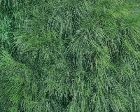 How to Grow Casuarina