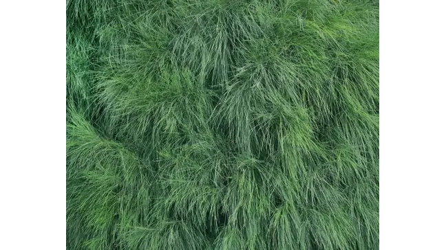How to Grow Casuarina