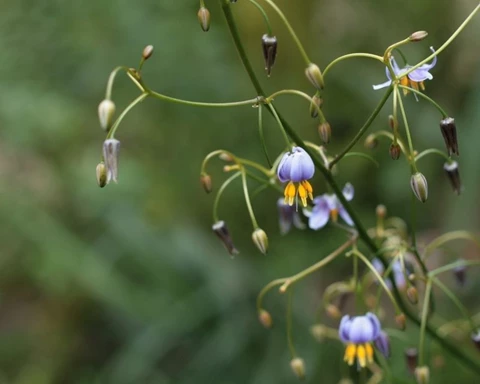How to Grow Dianella