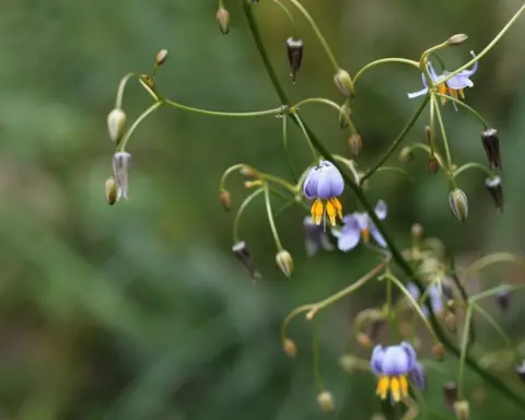 How to Grow Dianella