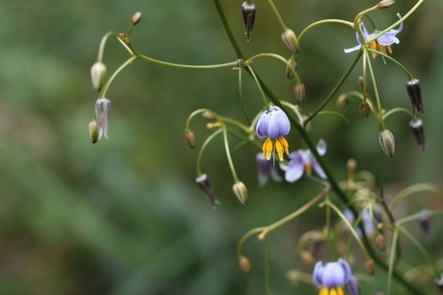 How to Grow Dianella